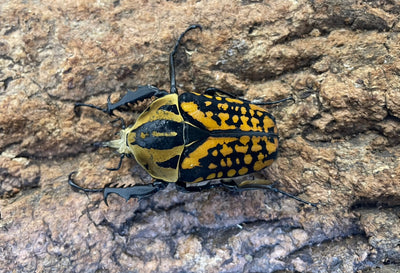 オーベルチュールオオツノカナブン