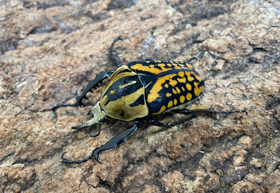 オーベルチュールオオツノカナブン