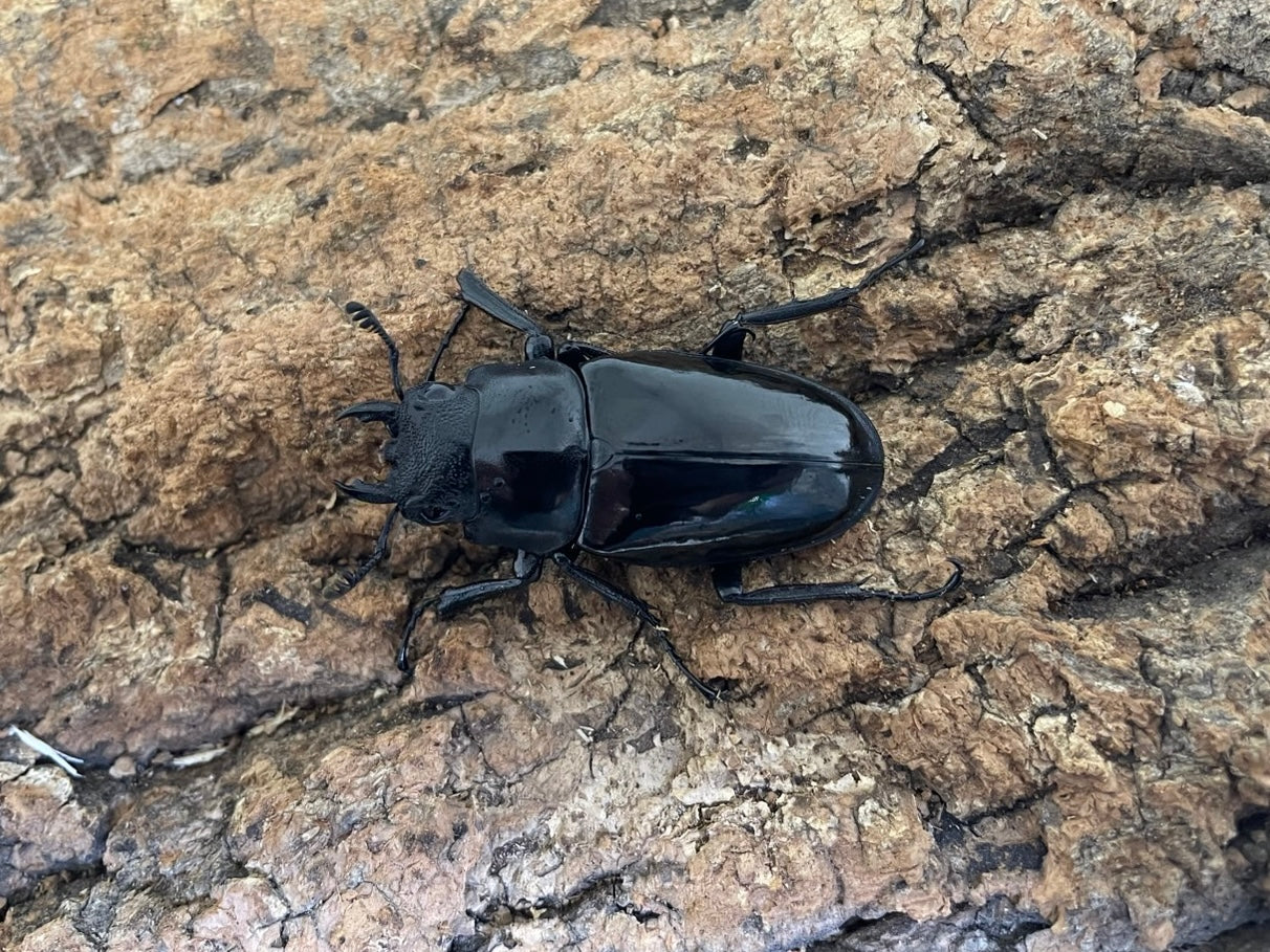 ギラファノコギリクワガタ亜種ダイスケ – INSECT SHOP KMY