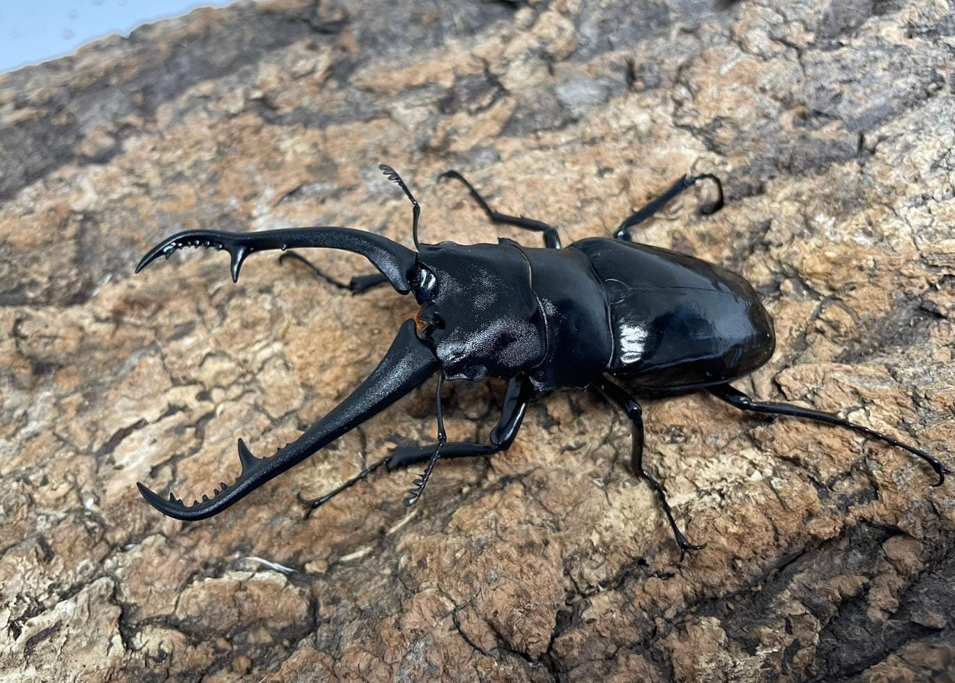 ギラファノコギリクワガタ亜種ダイスケ – INSECT SHOP KMY