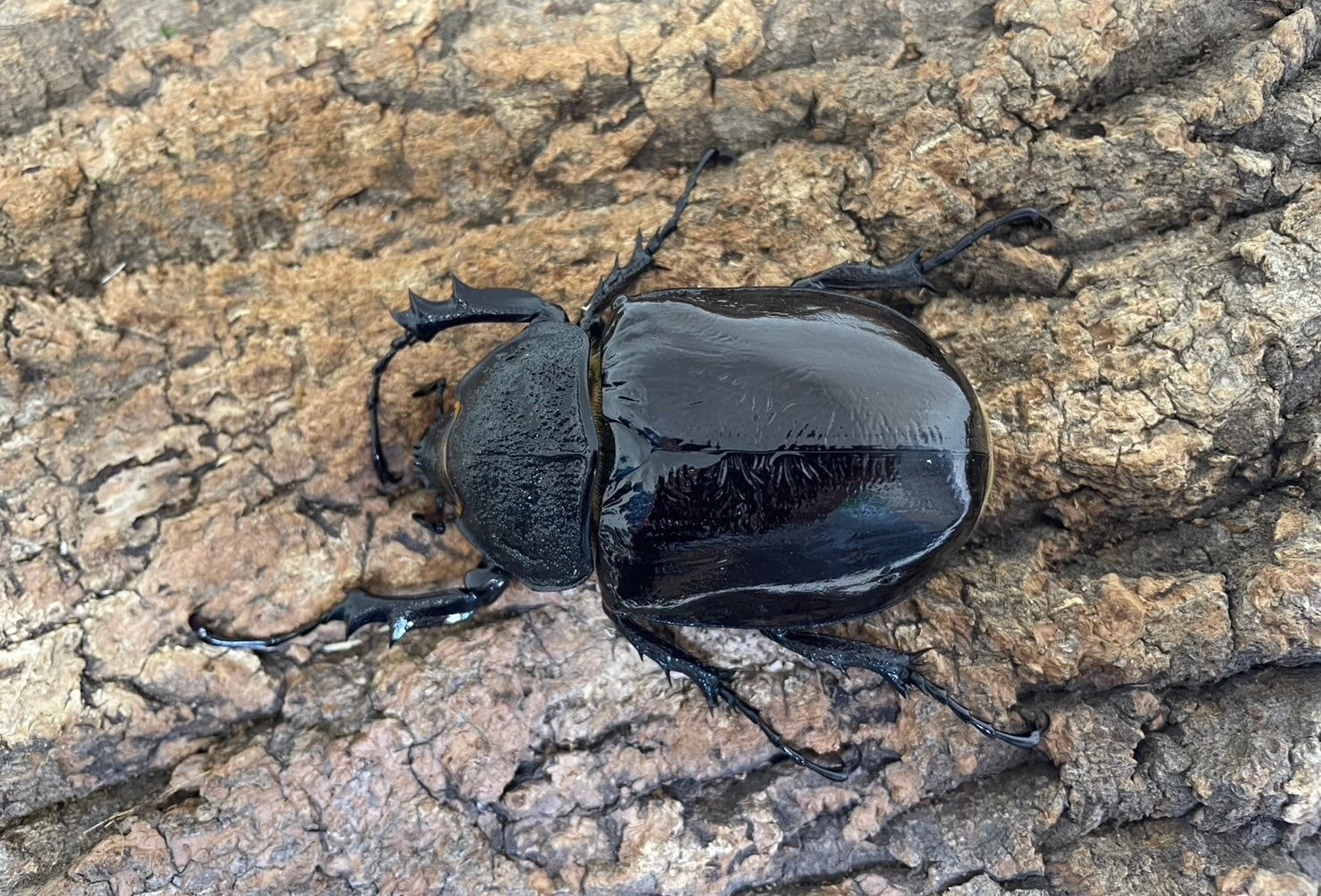マルスゾウカブト カブトムシ 標本 全長約11.5cm 甲虫 昆虫 ビートル