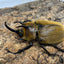 ギアスゾウカブト亜種ポリオン
