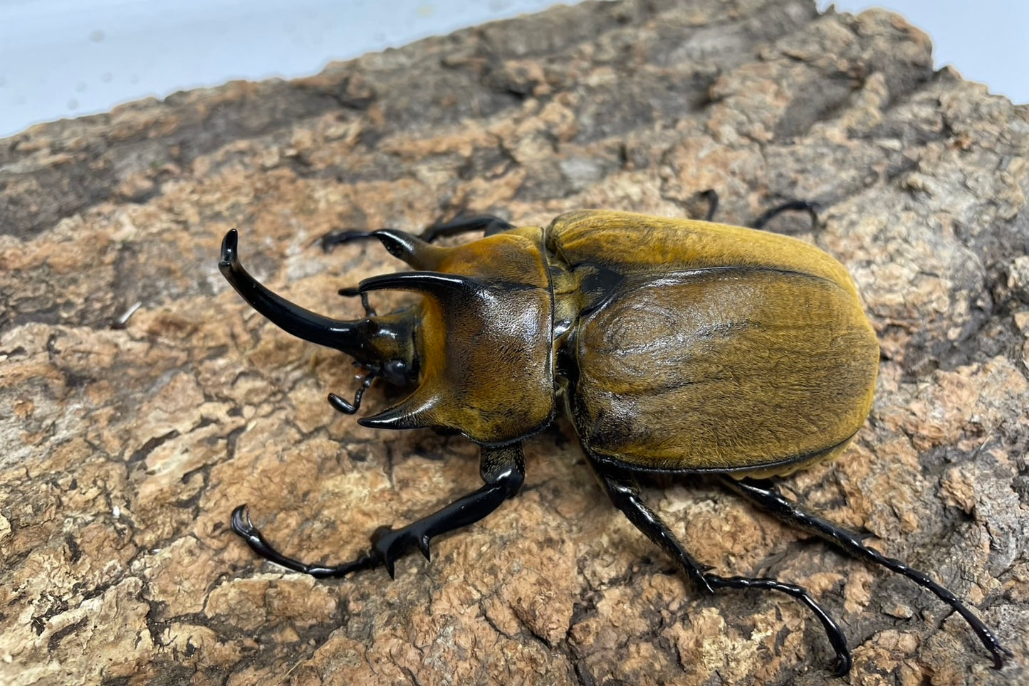ギアスゾウカブト亜種ポリオン