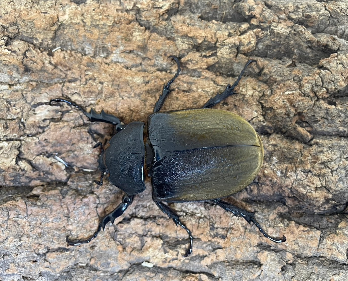 特別価格　コレクションシリーズギアスゾウカブト 特別価格 コレクションシリーズギアスゾウカブト