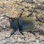 ギアスゾウカブト亜種ポリオン
