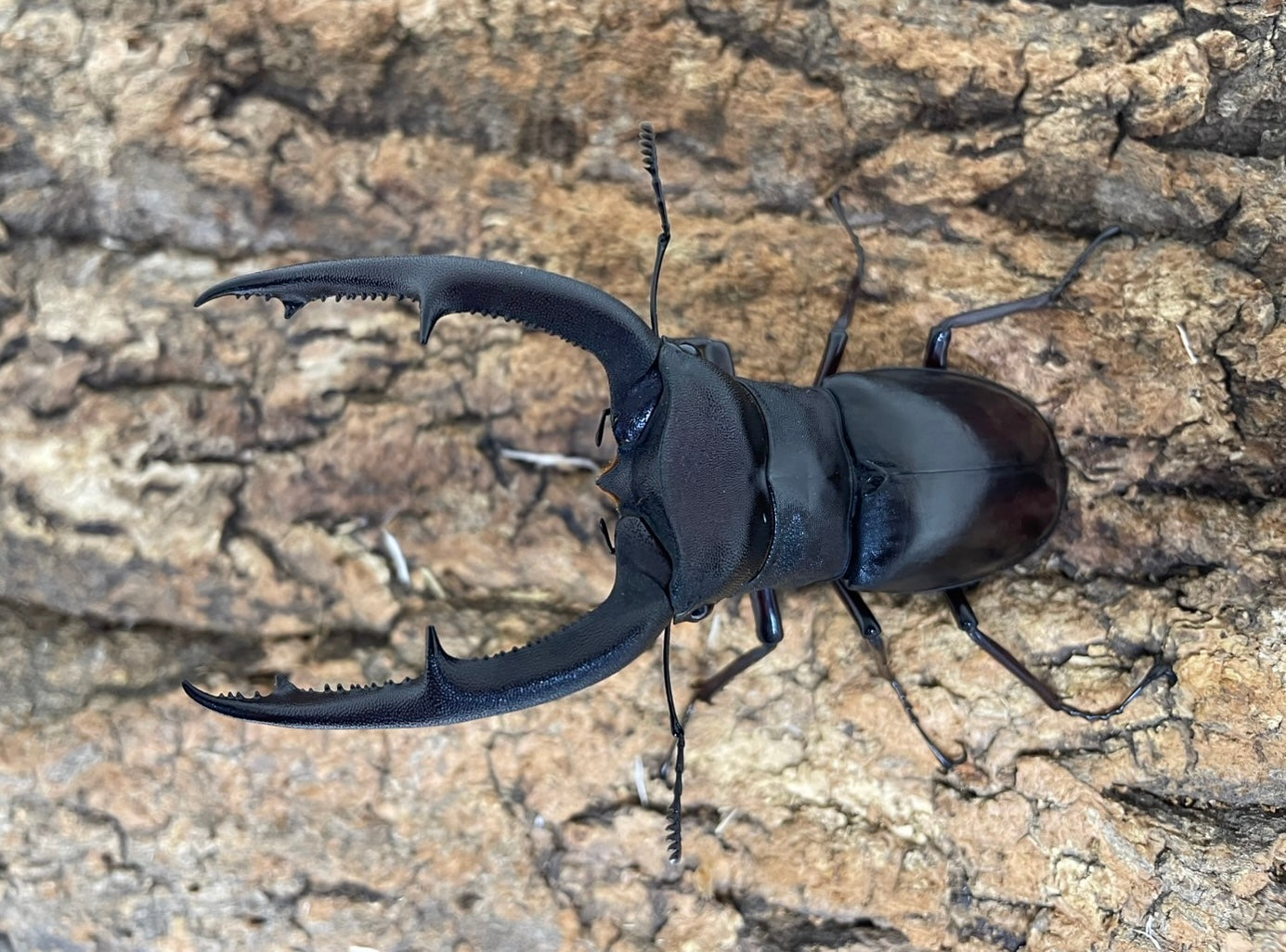 すべての商品 – Page 7 – INSECT SHOP KMY