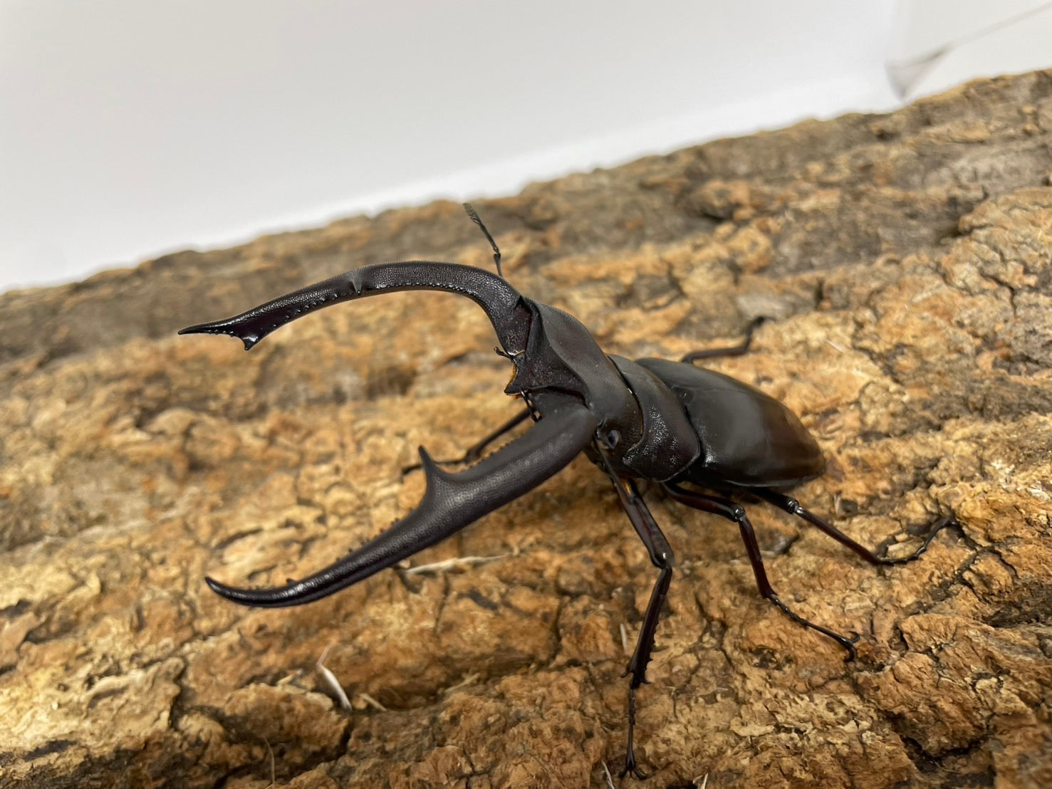 WD大型マンデイブラリスフタマタクワガタ くわかぶプラネット / 【WD】【大型】マンディブラリスフタマタ