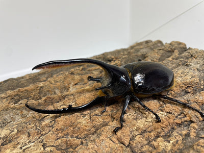 ネプチューンオオカブト