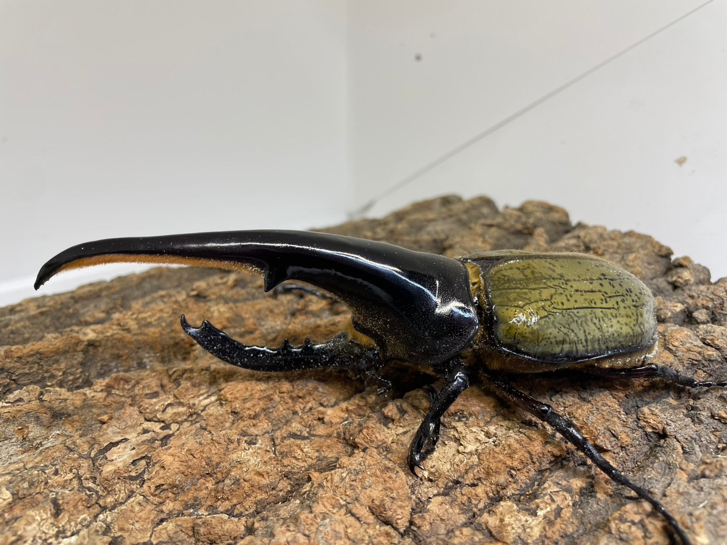 DH.ヘラクレスオオカブト – INSECT SHOP KMY