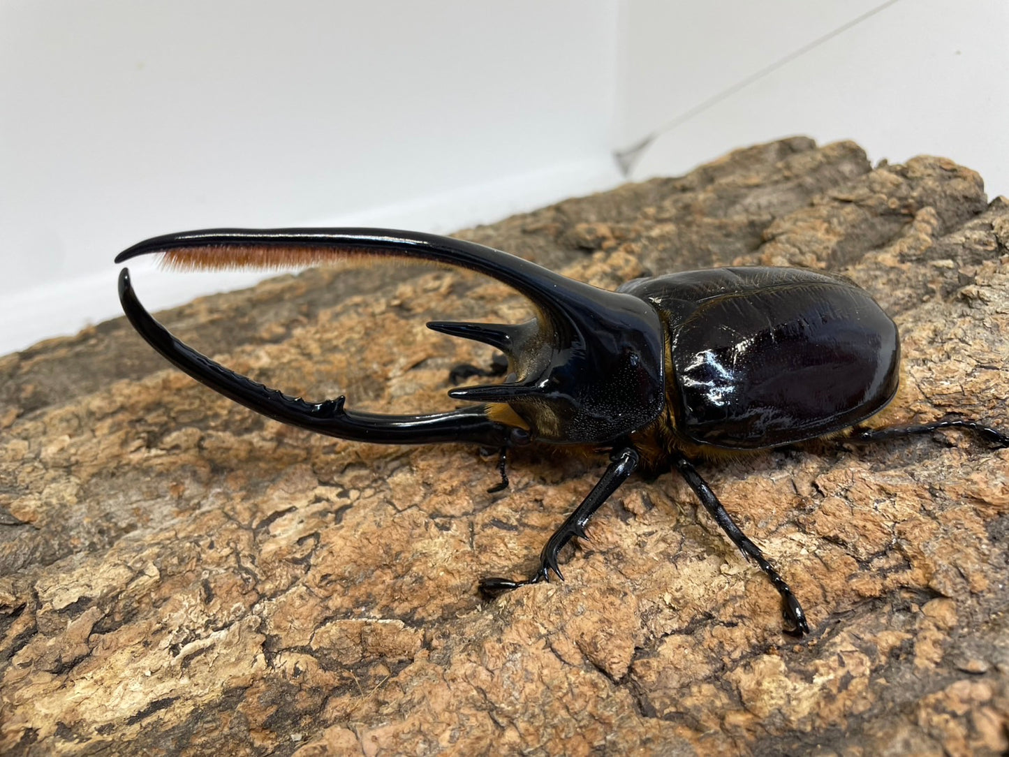 ネプチューンオオカブト