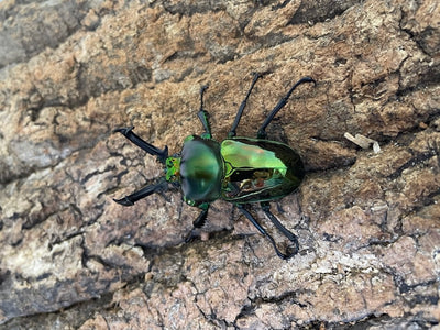 ニジイロクワガタ