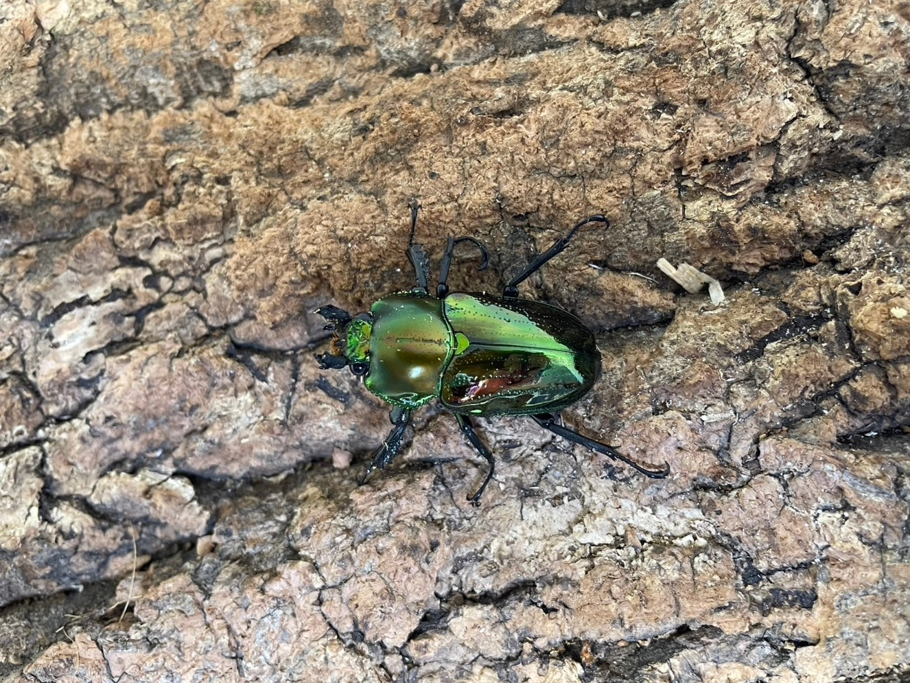 ニジイロクワガタ