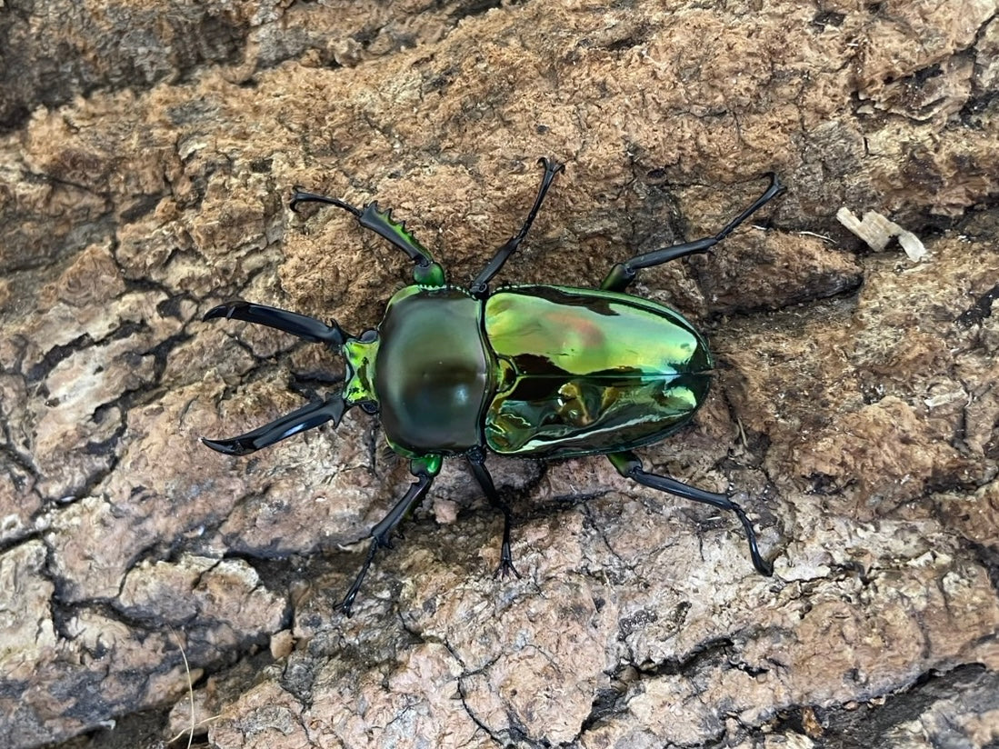 ニジイロクワガタ
