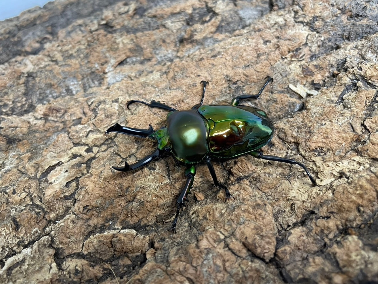 ニジイロクワガタ