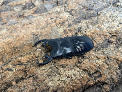 プラティオドンネブトクワガタ