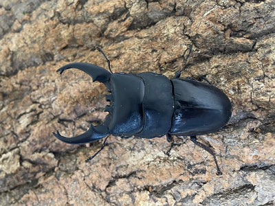 トラキクスヒラタクワガタ