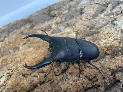 トラキクスヒラタクワガタ