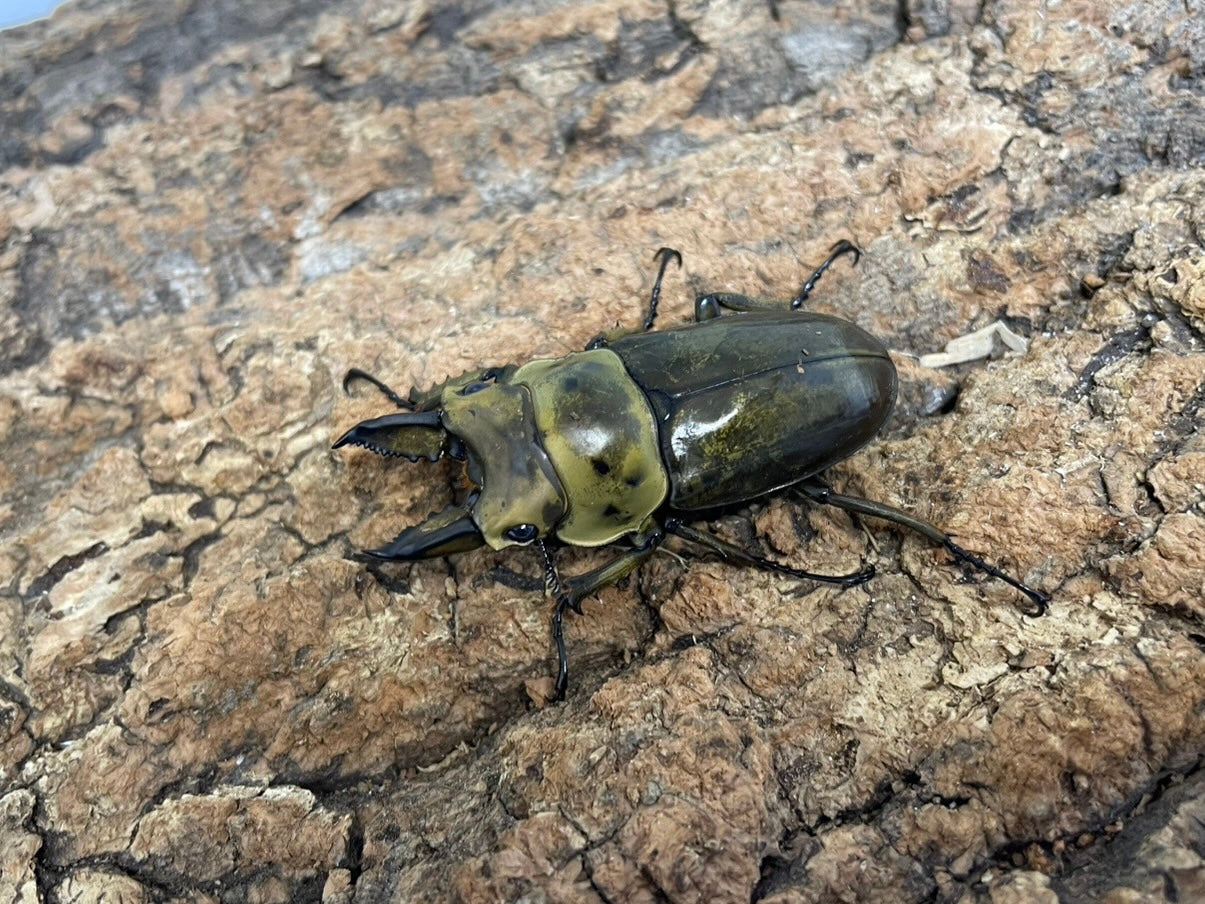 ババオウゴンオニクワガタ