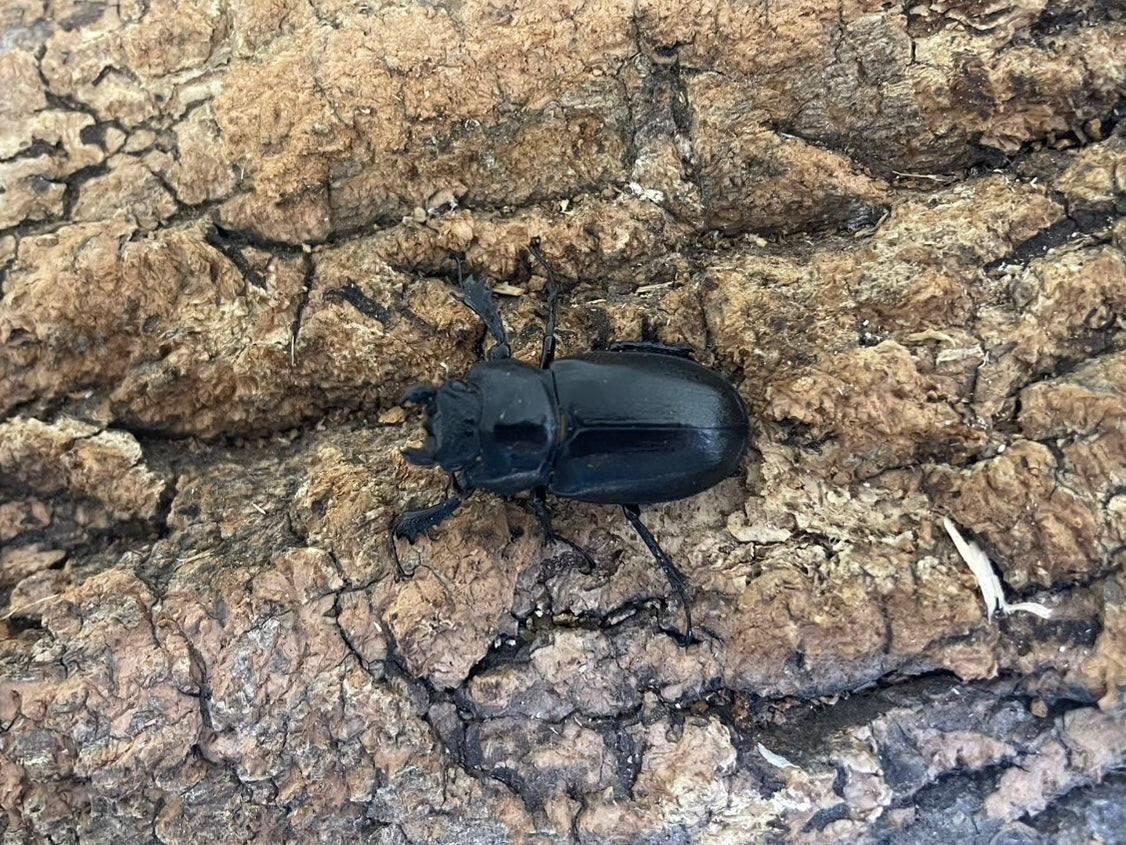 アマミミヤマクワガタ – INSECT SHOP KMY