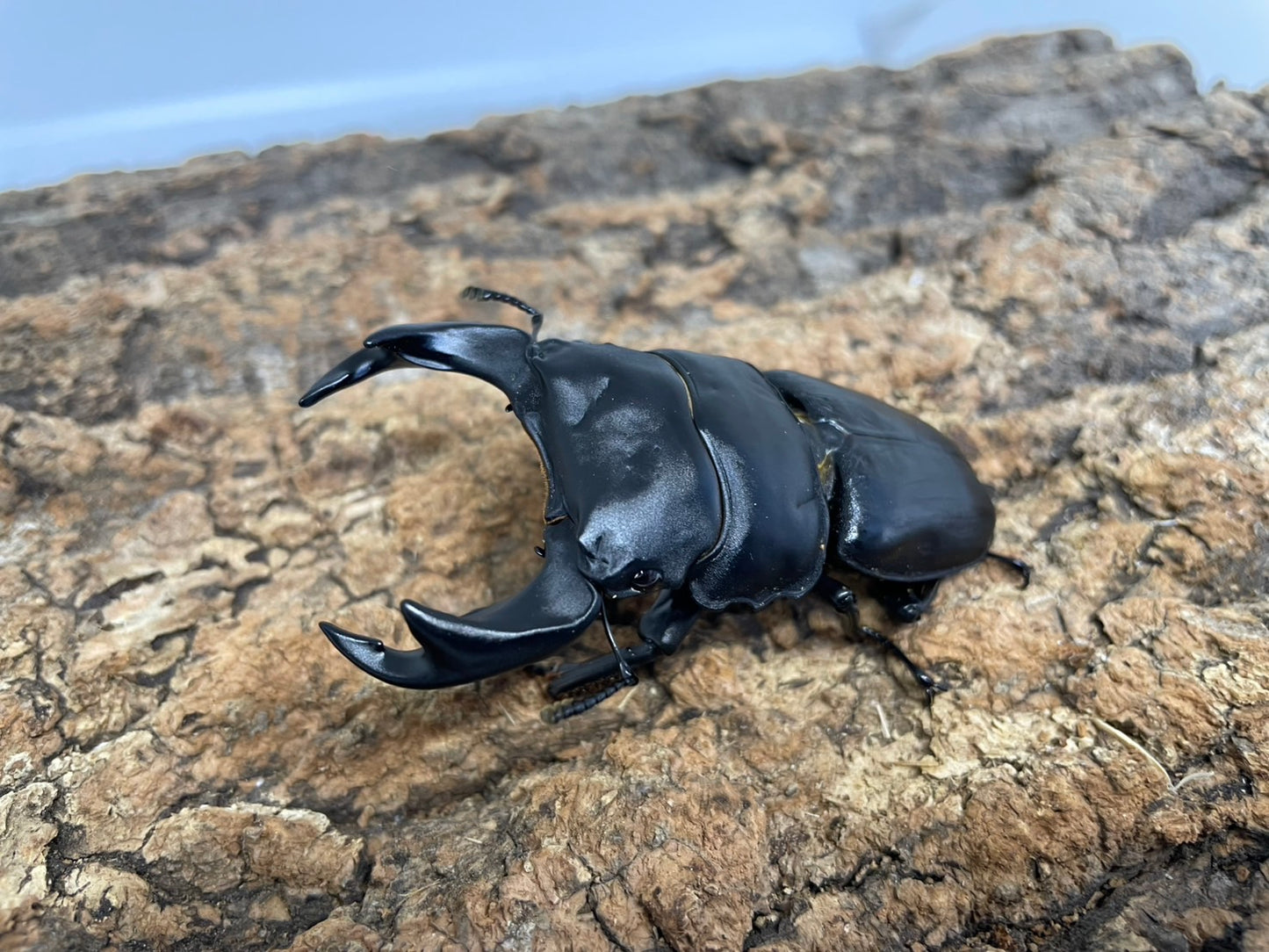 オオクワガタ(阿古谷）