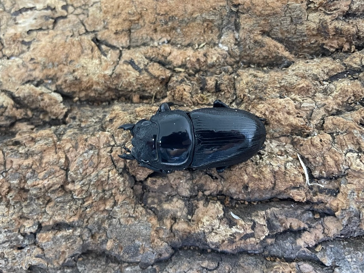 ホペイオオクワガタ – INSECT SHOP KMY