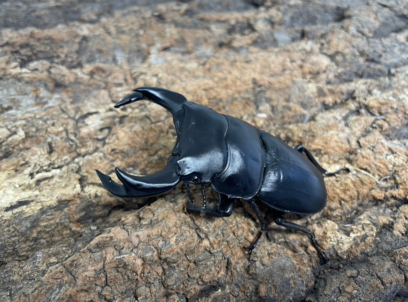 ホペイオオクワガタ