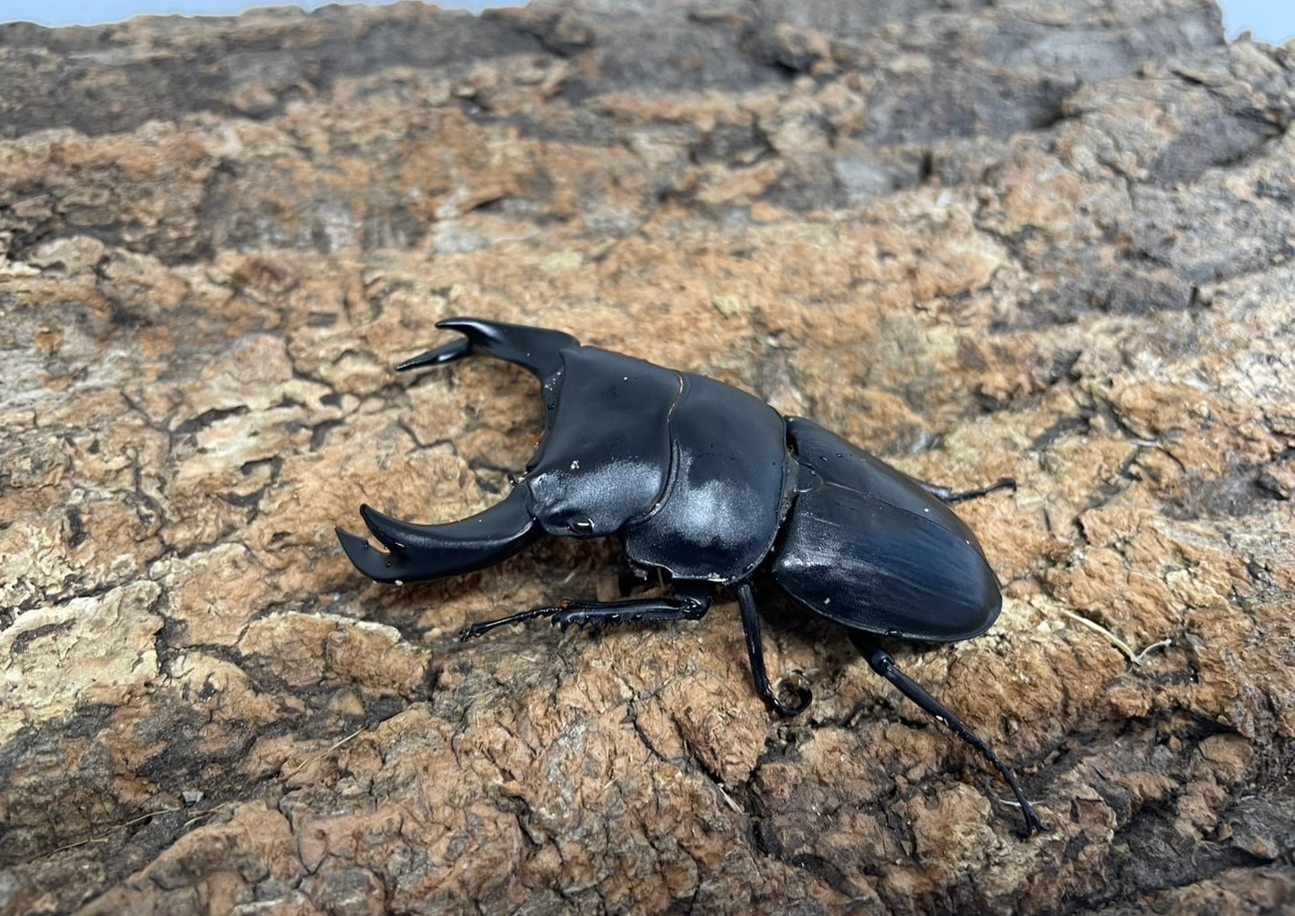 ホペイオオクワガタ