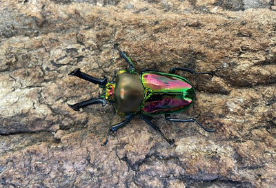 ニジイロクワガタ