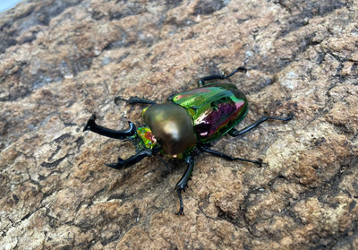 ニジイロクワガタ