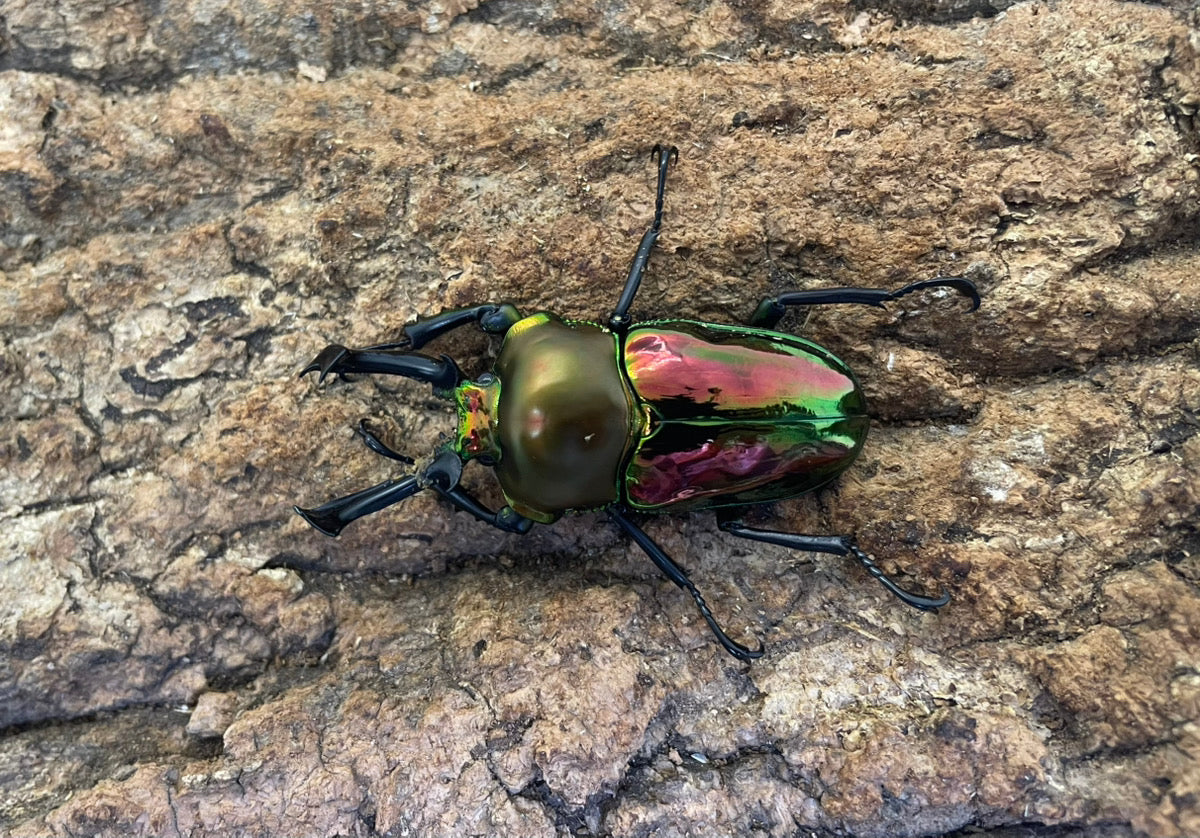 ニジイロクワガタ