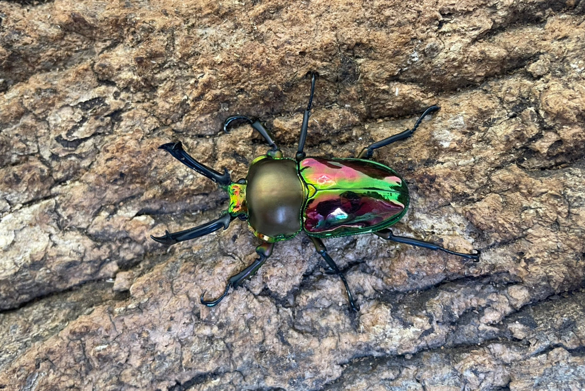 ニジイロクワガタ