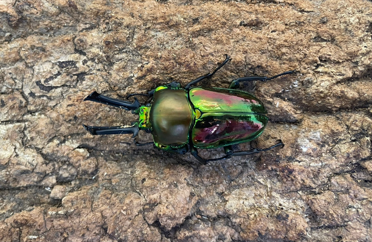 ニジイロクワガタ