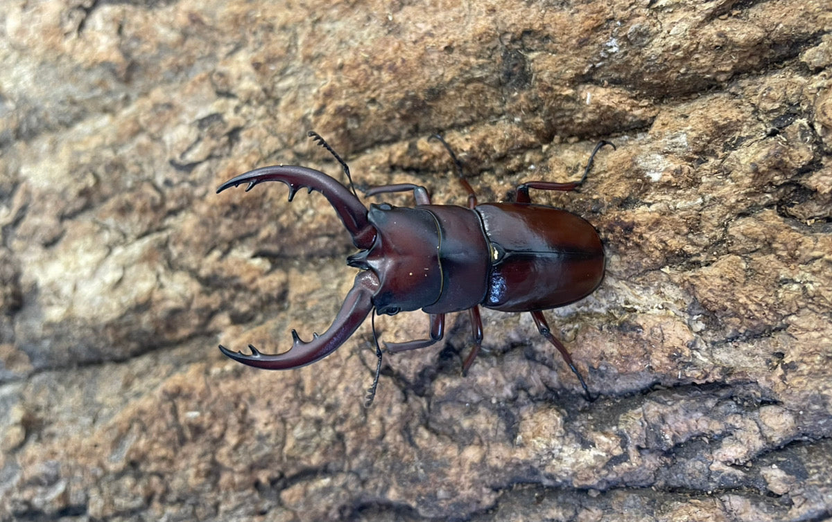 トカラノコギリクワガタ