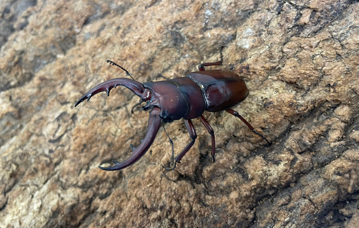 トカラノコギリクワガタ