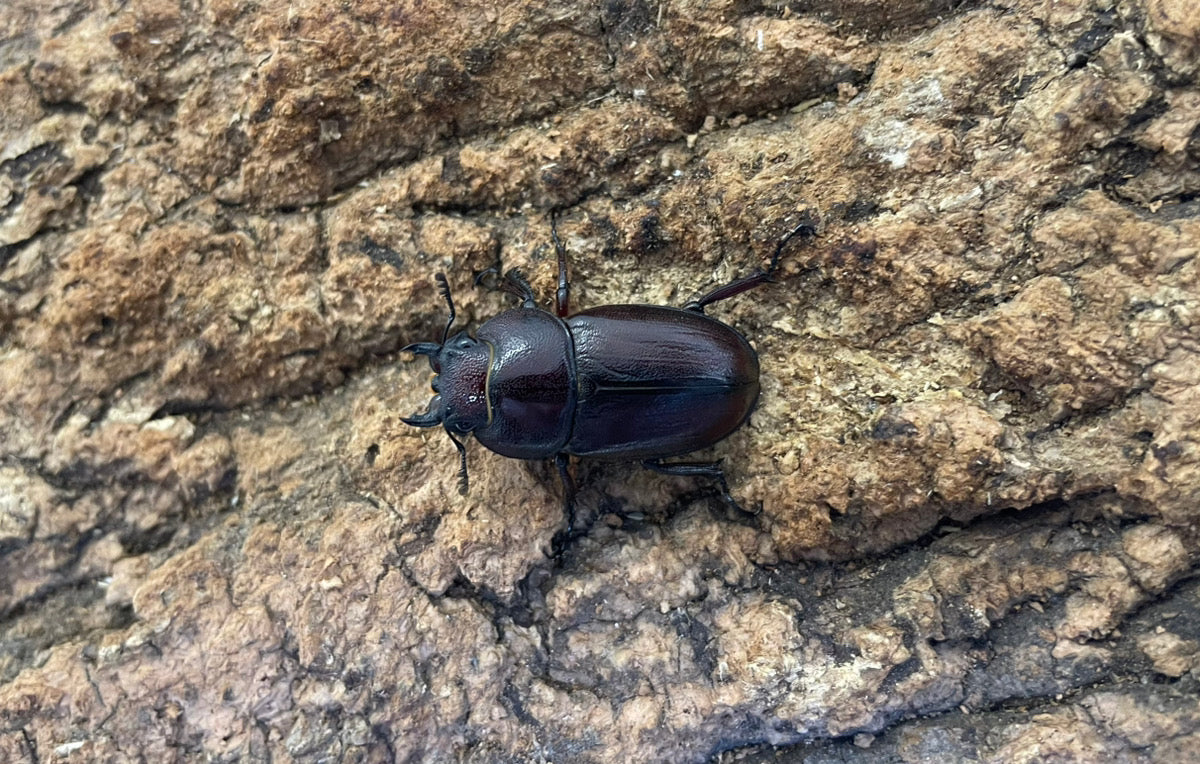トカラノコギリクワガタ