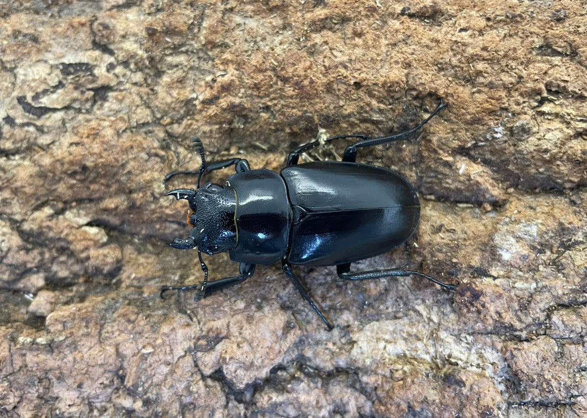 ギラファノコギリクワガタ