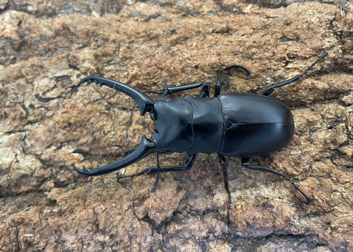 昆虫飼育、用品ならKMY｜カブトムシ、クワガタ買うならKMY」 – INSECT
