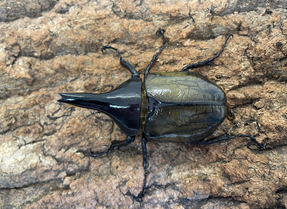 外国産大型カブト系 – INSECT SHOP KMY