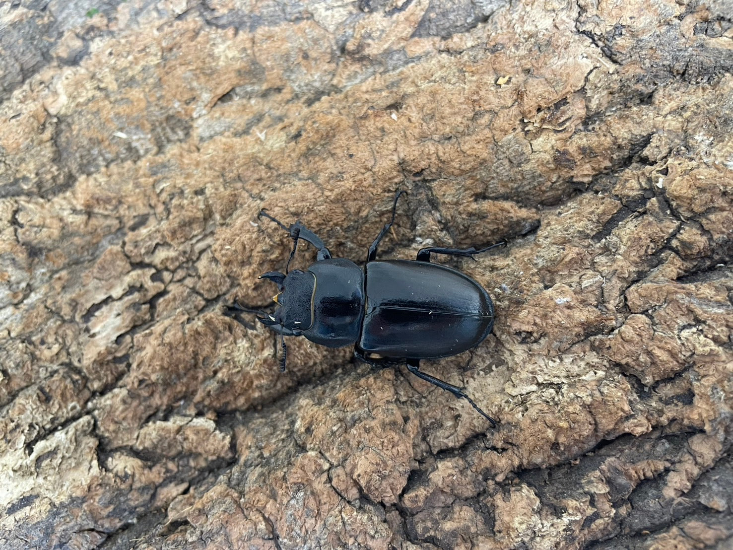 ヨーロッパミヤマクワガタ(ケルブス） – INSECT SHOP KMY