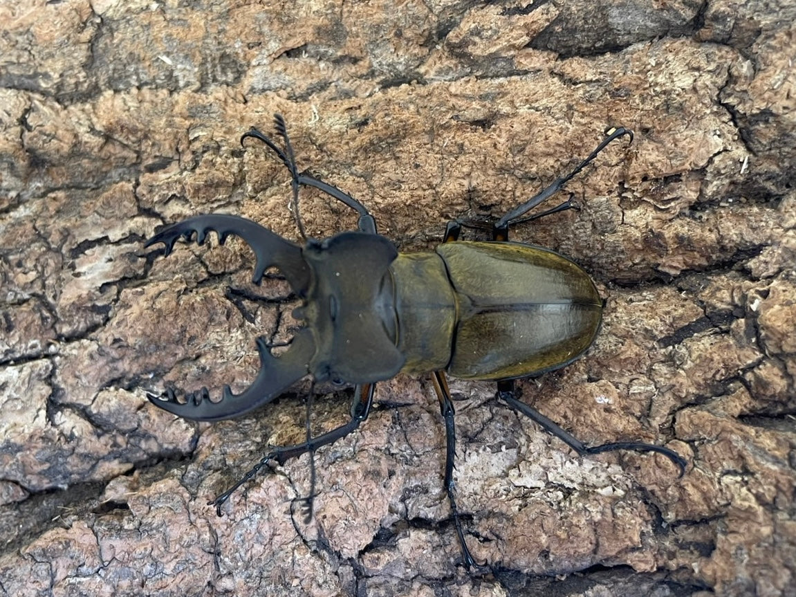 マダカスカル産　珍品ゾウムシ　21mm 3/27希少・浙江省産！天然（Sinodorcus)ドルクス サワイ原名亜種