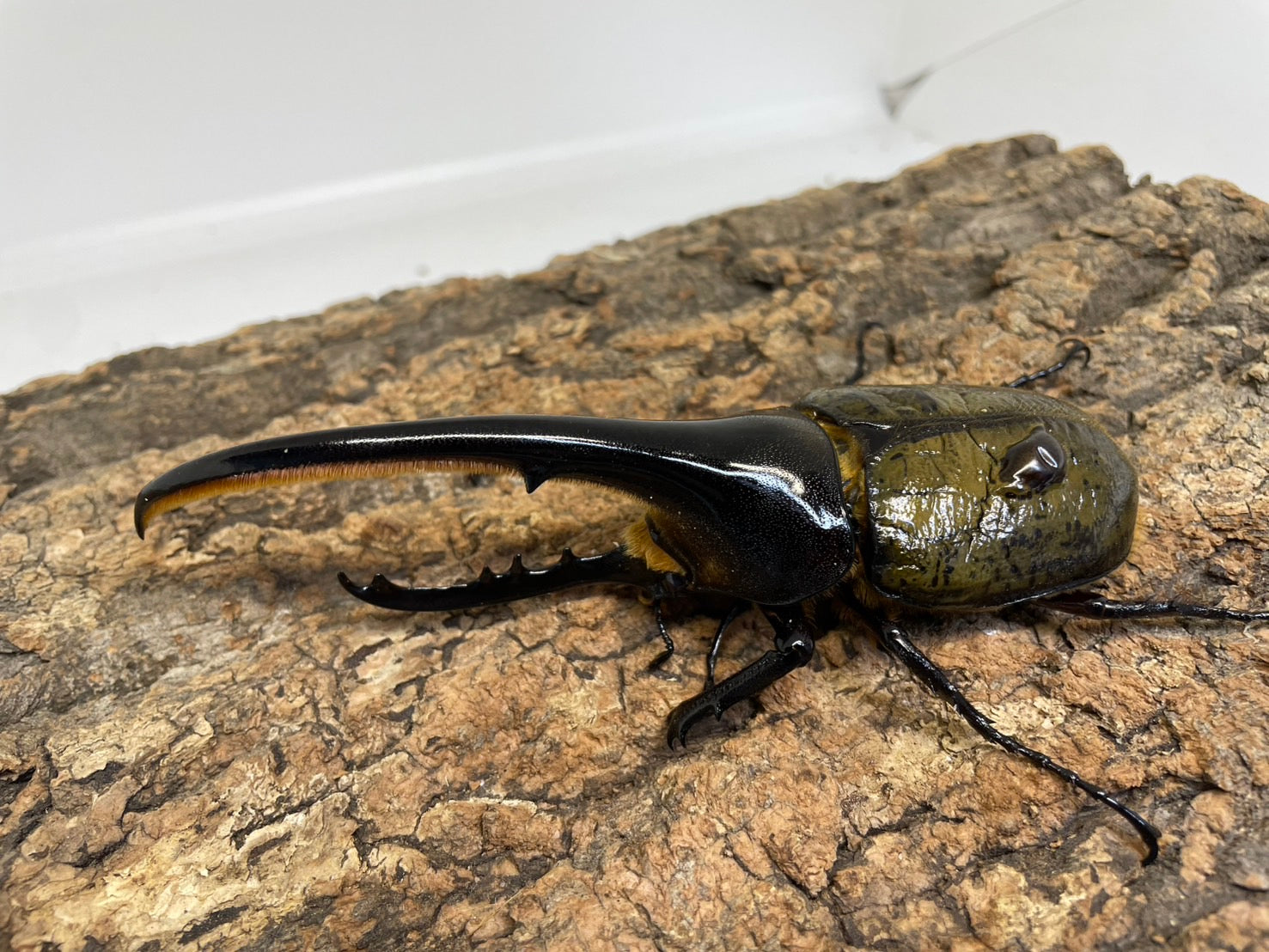 外国産カブト　3種　標本　ヘラクレス　エレファス　コーカサス 外国産カブト3種 標本 ヘラクレス エレファス コーカサス - メルカリ