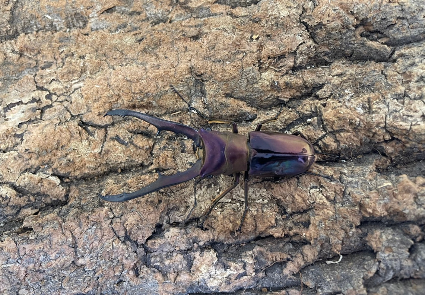 メタリフェルホソアカクワガタ