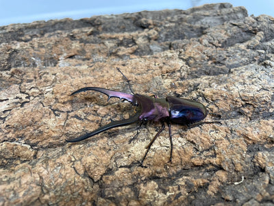 メタリフェルホソアカクワガタ