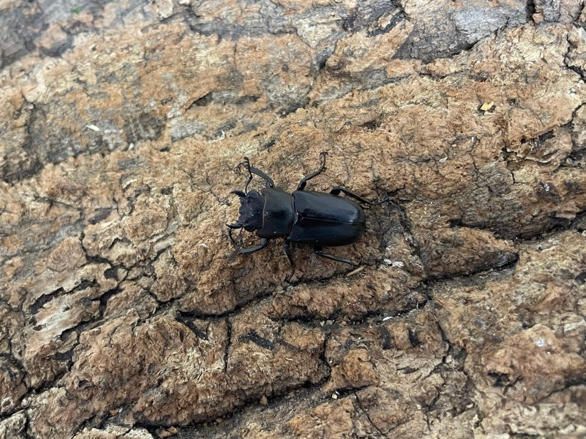 メタリフェルホソアカクワガタ