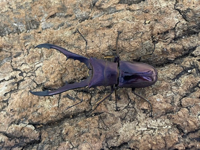 メタリフェルホソアカクワガタ