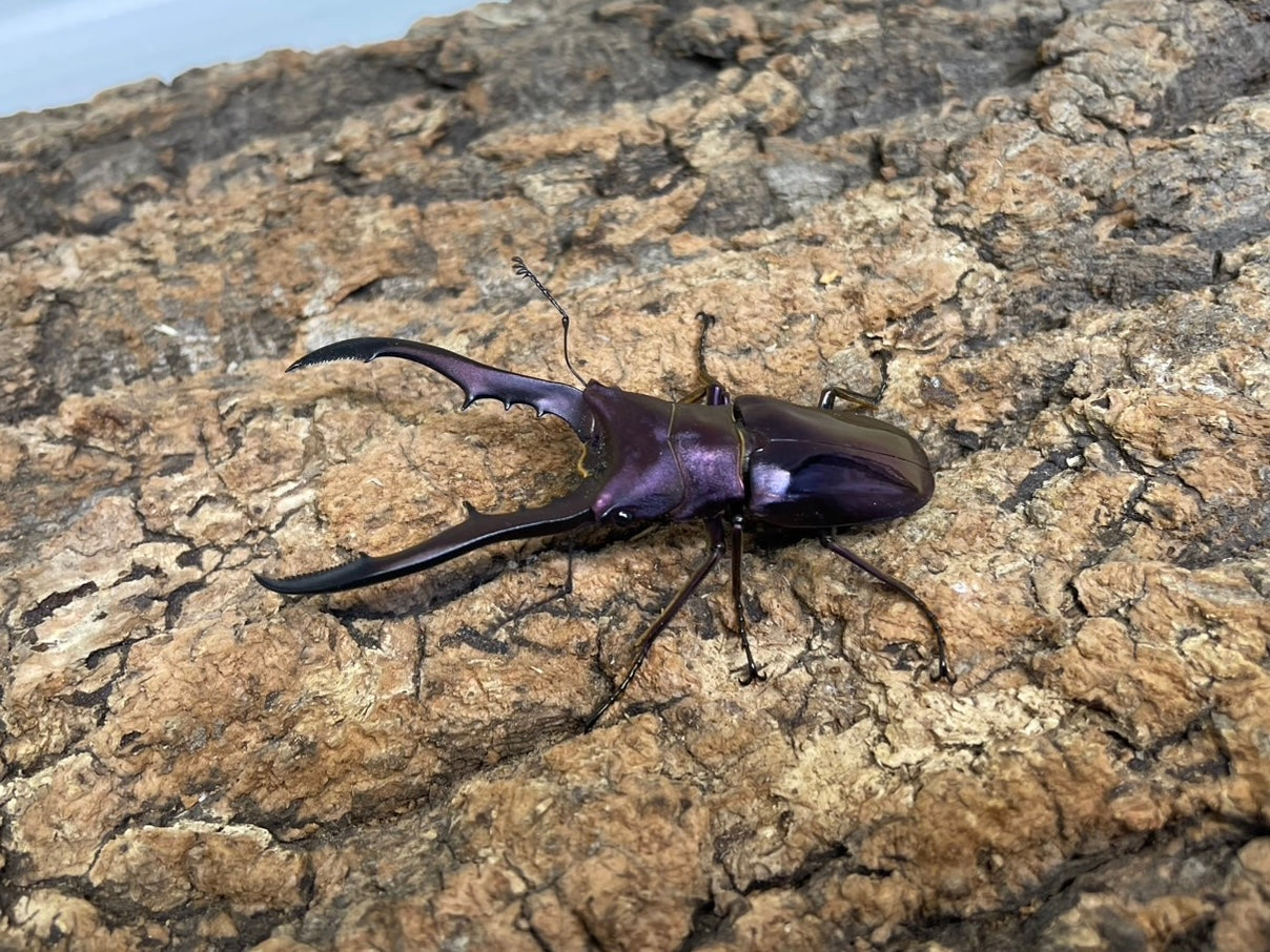 メタリフェルホソアカクワガタ
