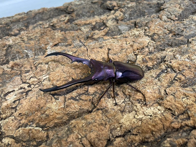 メタリフェルホソアカクワガタ