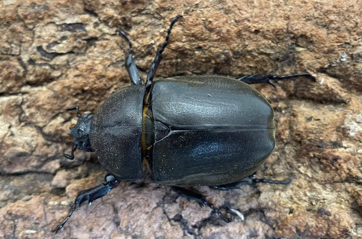 ポリトゥスツヤカブト