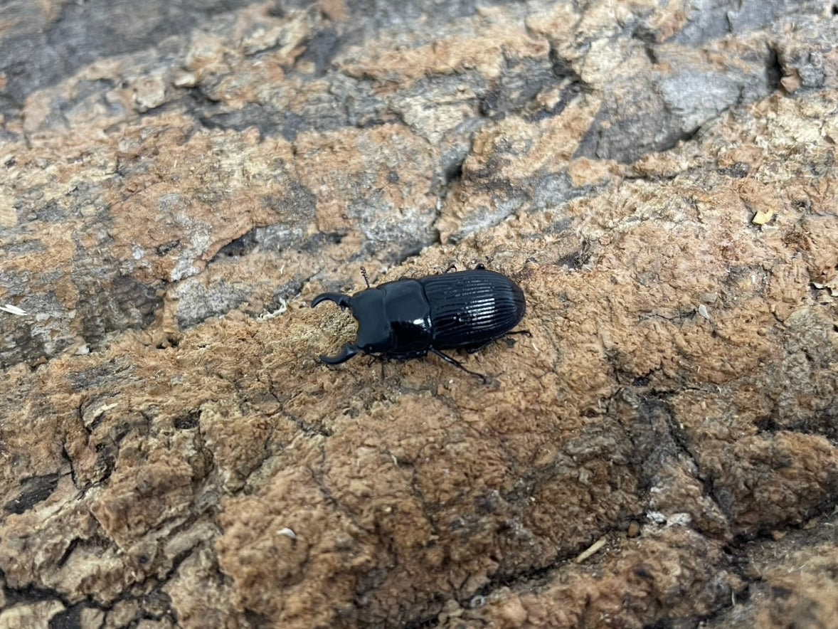 オガサワラネブトクワガタ