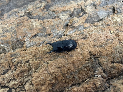 オガサワラネブトクワガタ